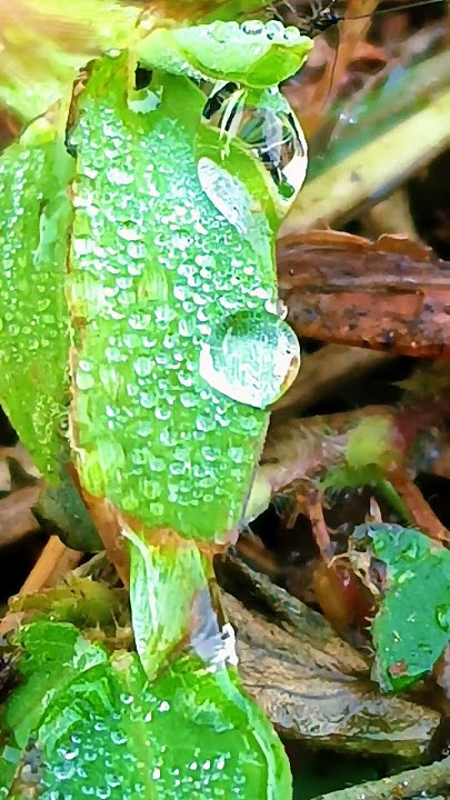 #unique shape of large dewdrops
