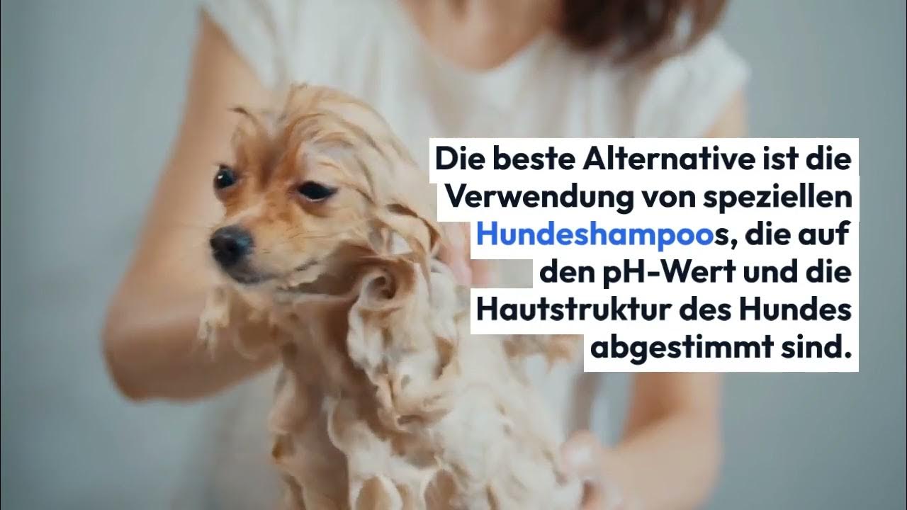 Darf Man Hunde Mit Normalem Shampoo Waschen Kann man Hunde mit normalem Shampoo waschen? 🐾 - YouTube