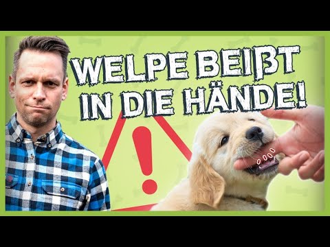 Video: Warum knabbert ein Welpe an den Fingern?