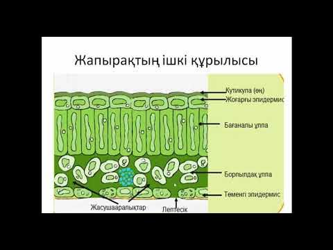 Зеленоградтық интимдік қызметтер
