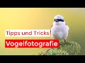 Tipps für Vogelfotografen mit @FabianFoppNaturfotografie | Tipps für Anfänger + Fortgeschrittene