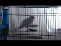 Female canary sing 02   Θηλυκό καναρίνι τραγουδά 02