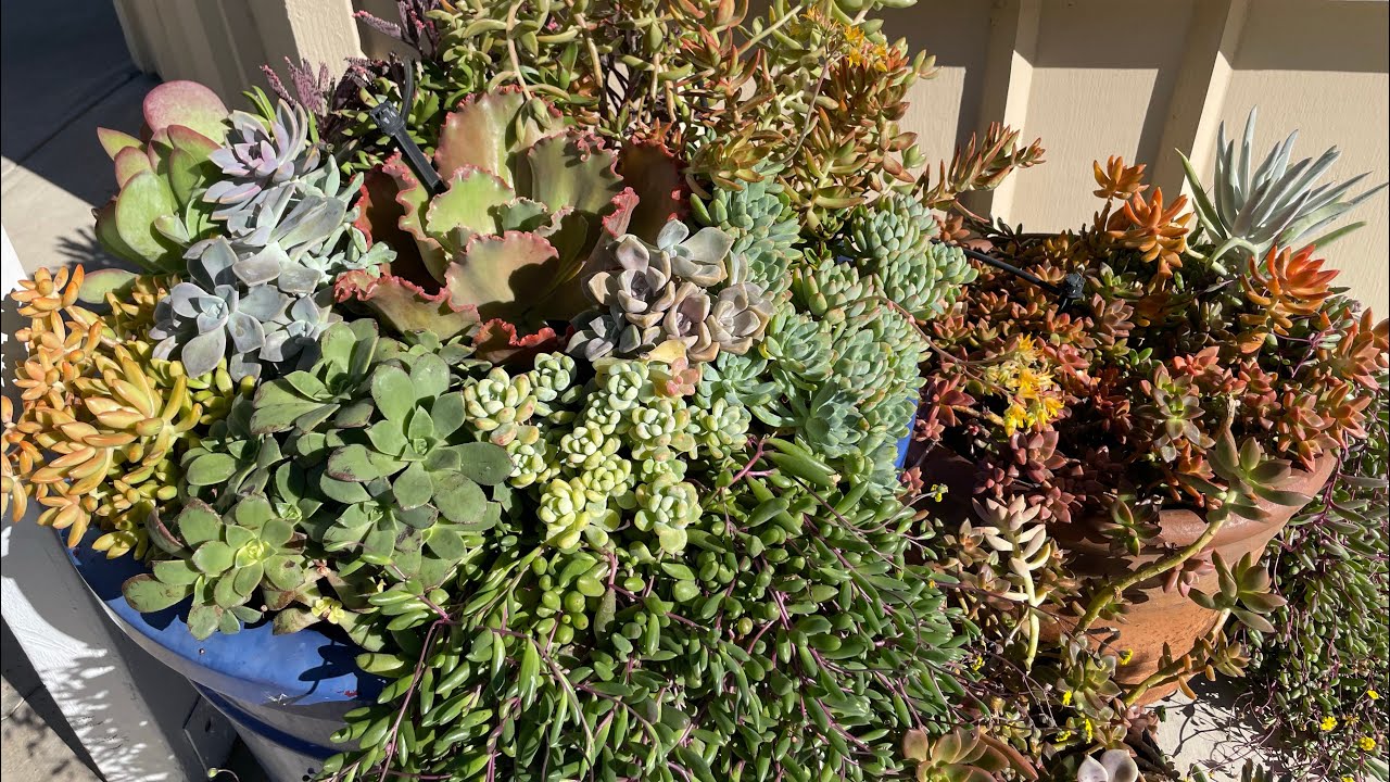Sukulent vlog: Я переставляю большой горшок