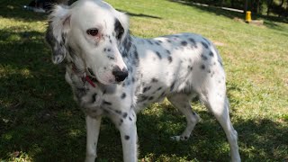 Tips on Understanding the Differences Between Male and Female Dalmatians