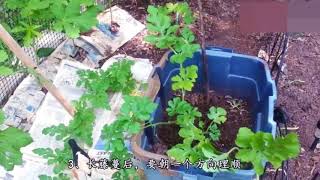 西瓜不用买！一个花盆阳台种出来，方法简单，个大瓜甜全家吃不完！