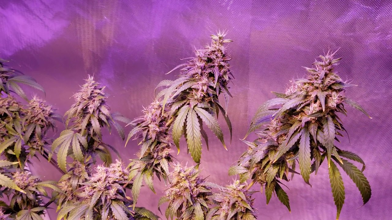 Medical cannabis grow log day 51 Charlotte's Angel CBD by Dutch Passion. True sun 6 LED grow light