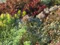 Green Roof Basics Green Roof Basics
