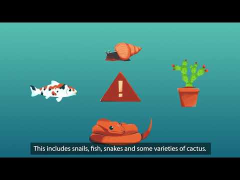 QLD  Imported Pests (2)