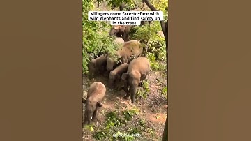 Villagers ended up climbing trees ?? #animals #wildlife #elephant