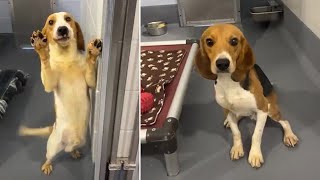 Beagles rescued from mass breeding facility arrive in Florida