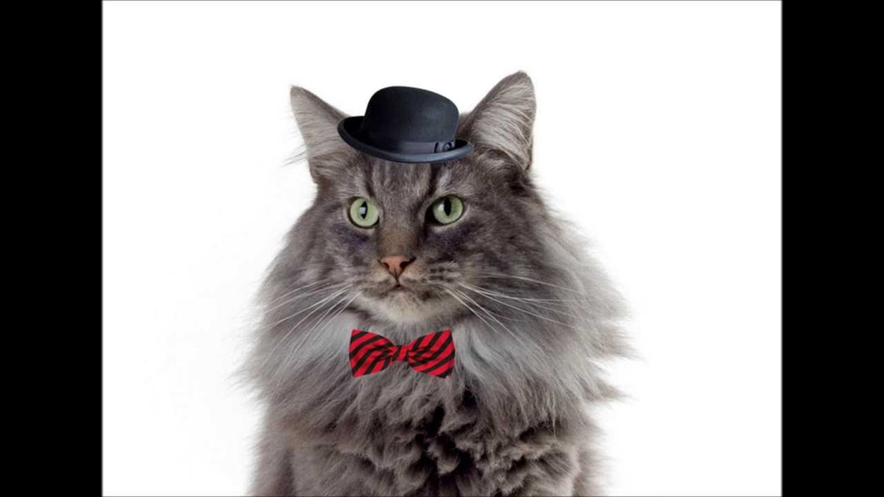 Simon, The Panicked Cat & Citizen in "Song #5" Simon, The Panicked Cat & Citizen in "Song #5"