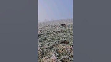 #hunting #ferreting #rabbiting #lurcher #fieldsports #workingdog #sukithesaluki #rabbitexpress