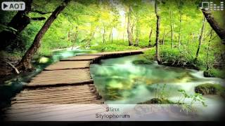 Sfinx - Stylophorum