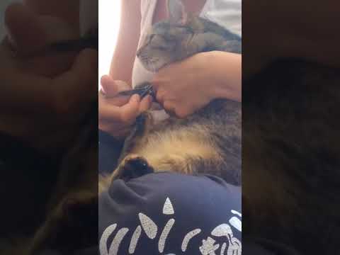Video: Mačka Je Nakon Izbacivanja Iz Automobila Preživjela Dva Dana U Evergladesu