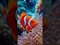 Klaŭnofiŝo  Clownfish