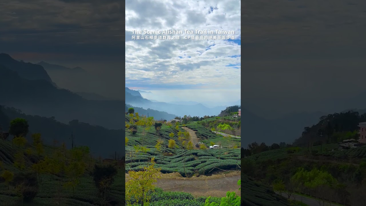 台灣嘉義🇹🇼 阿里山絕美茶園景觀步道 The Scenic Alishan Tea Trail in Taiwan