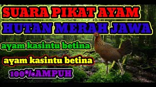 suara pikat ayam kasintu betina merah Jawa..100%ampuh