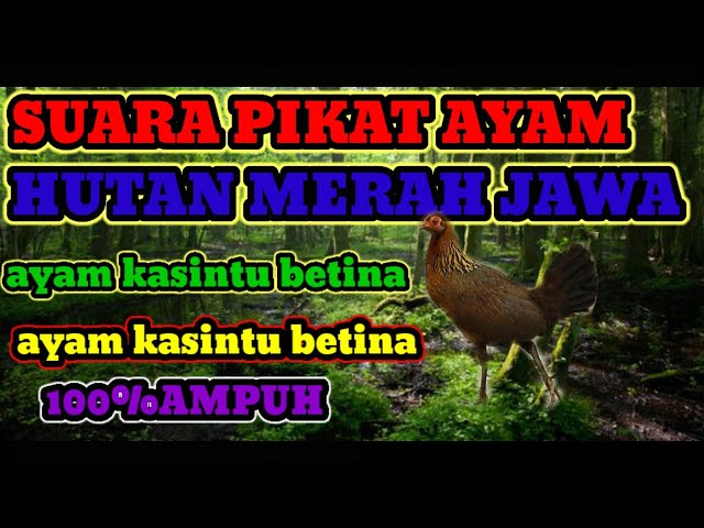 suara pikat ayam kasintu betina merah Jawa..100%ampuh class=