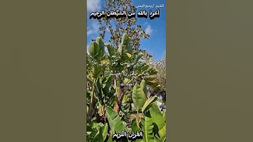 📚 القرآن الكريم 📚 ما تيسر من سورة طه.