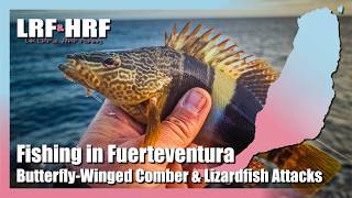 Fishing In Fuerteventura: Butterfly-Winged Comber, Lizardfish Attacks & Many Bream