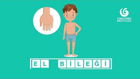 Türkçe Kelime Hazinem 27 - Organlar (2.Bölüm)