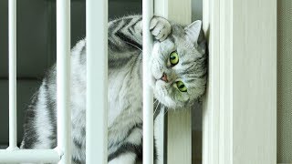 Can cats escape from 7 cm space? Cat Prison Break