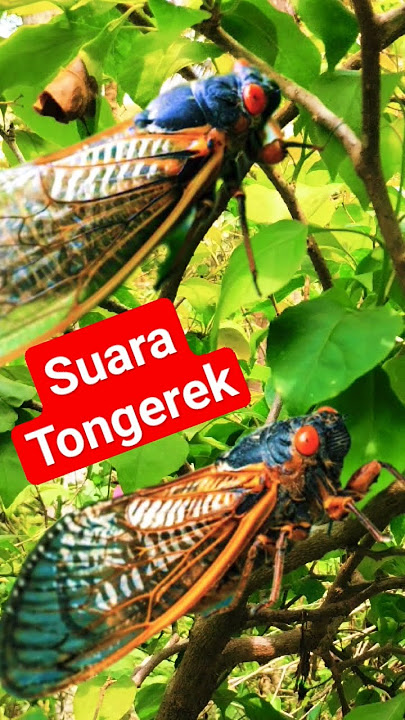 Tongerek Hutan Merdu Suaranya...#suara #shortsviral #shortsvideo