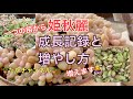 優秀多肉『姫秋麗』今年も増やします\♡︎/