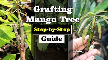 Grafting a Mango Tree: Step-by-Step Guide