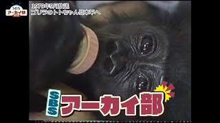 ゴリラのトトちゃんがやってきた【SBSアーカイブ】