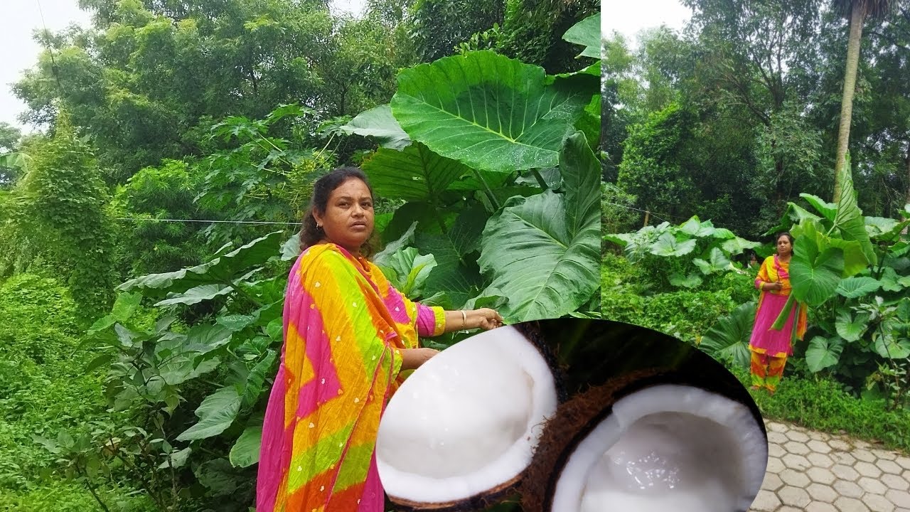 নিরামিষ দুধ কচু শাক এই ভাবে রান্ন করলে এক থালা ভাত নিমেষে শেষ হয়ে যাবে😁Dudh kochu shak 😀