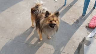 Pomi Entered The Heat Cycle  Pomeranian Heat Cycle  Feb 23rd 2020 