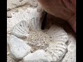 Demonstrating carving a flower at a stone carving workshop