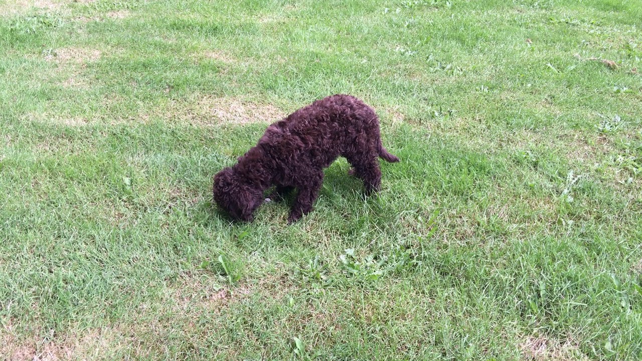 Thea the Truffle Hunter YouTube