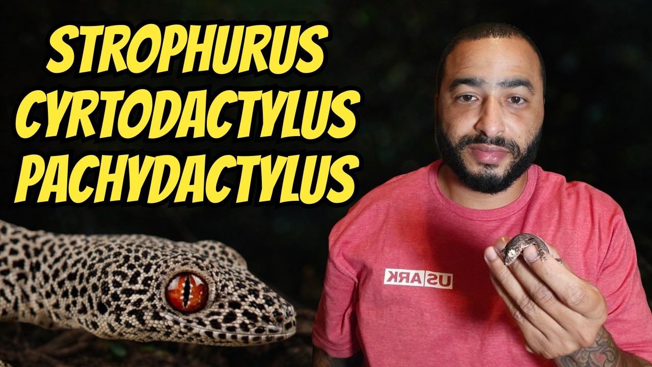 Strophurus, Crytodactylus, Pachydactylus And More Uncommon Geckos With Jason Of Geckos N Ghouls!