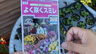 札幌園芸日記／よく咲くスミレのポット上げ