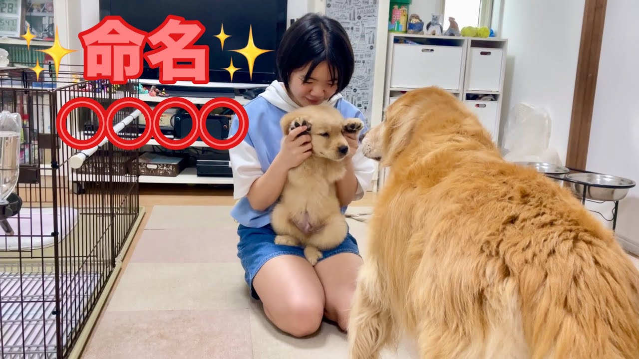 専用ページ  Golden Puppy ゴールデンレトリバー 専用ページ Golden Puppy ゴールデンレトリバー Golden Retriever