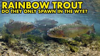 Can Rainbow Trout Breed in UK : FISH MYTHS UK