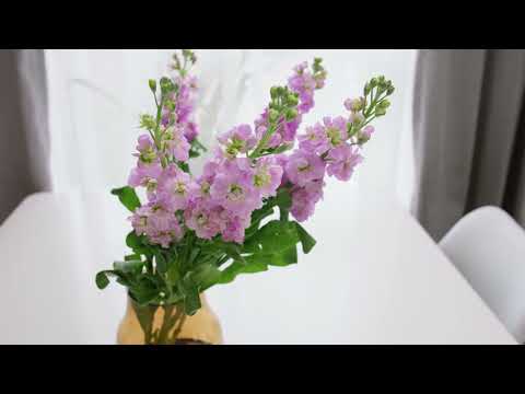 delphinium flowers in glass vase on table at home