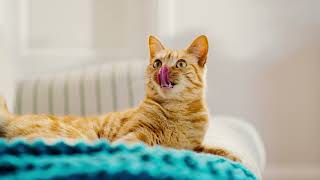 New Applaws Vitality Tuna Salmon Ingredients 15S