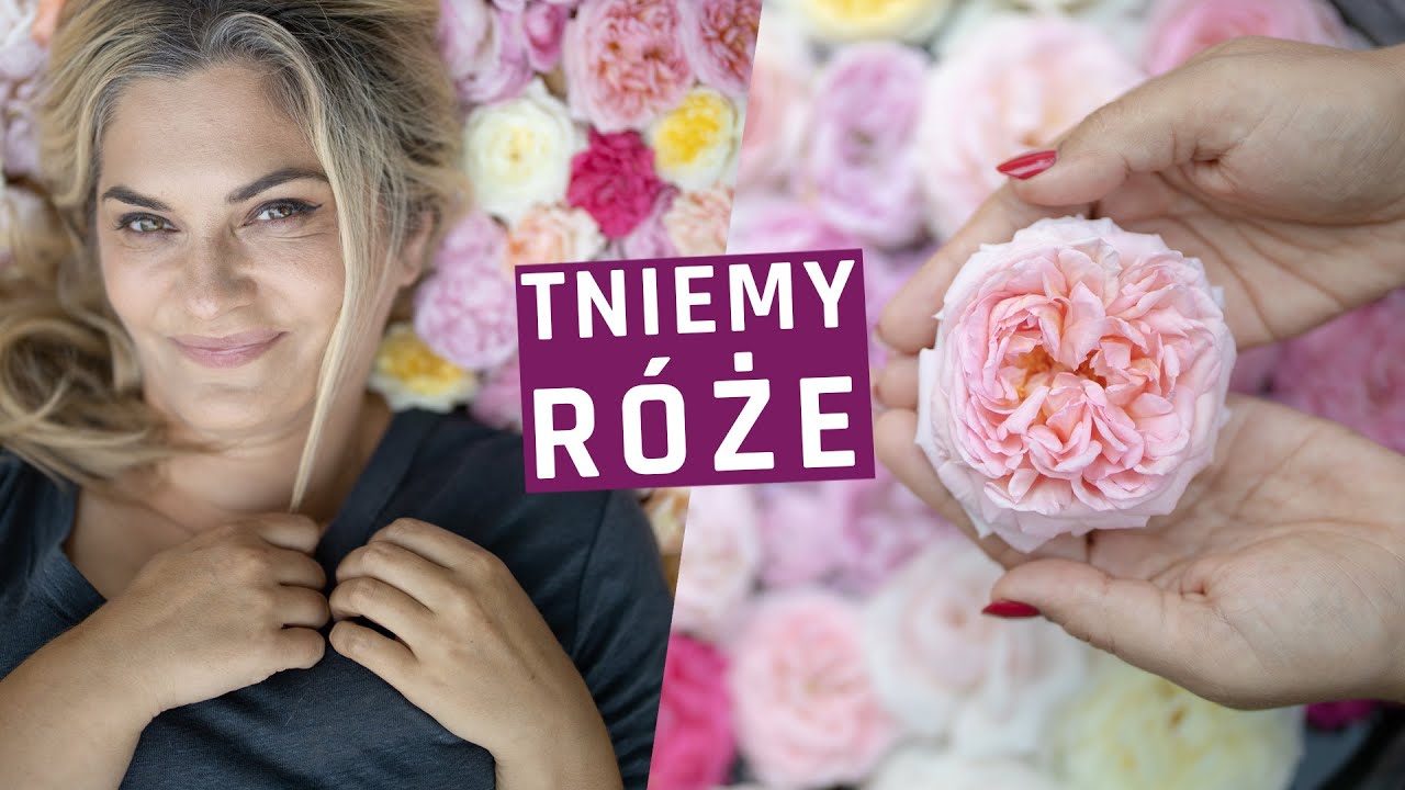 Cięcie róż okrywowych, angielskich, rabatowych. Jak i kiedy ciąć róże?