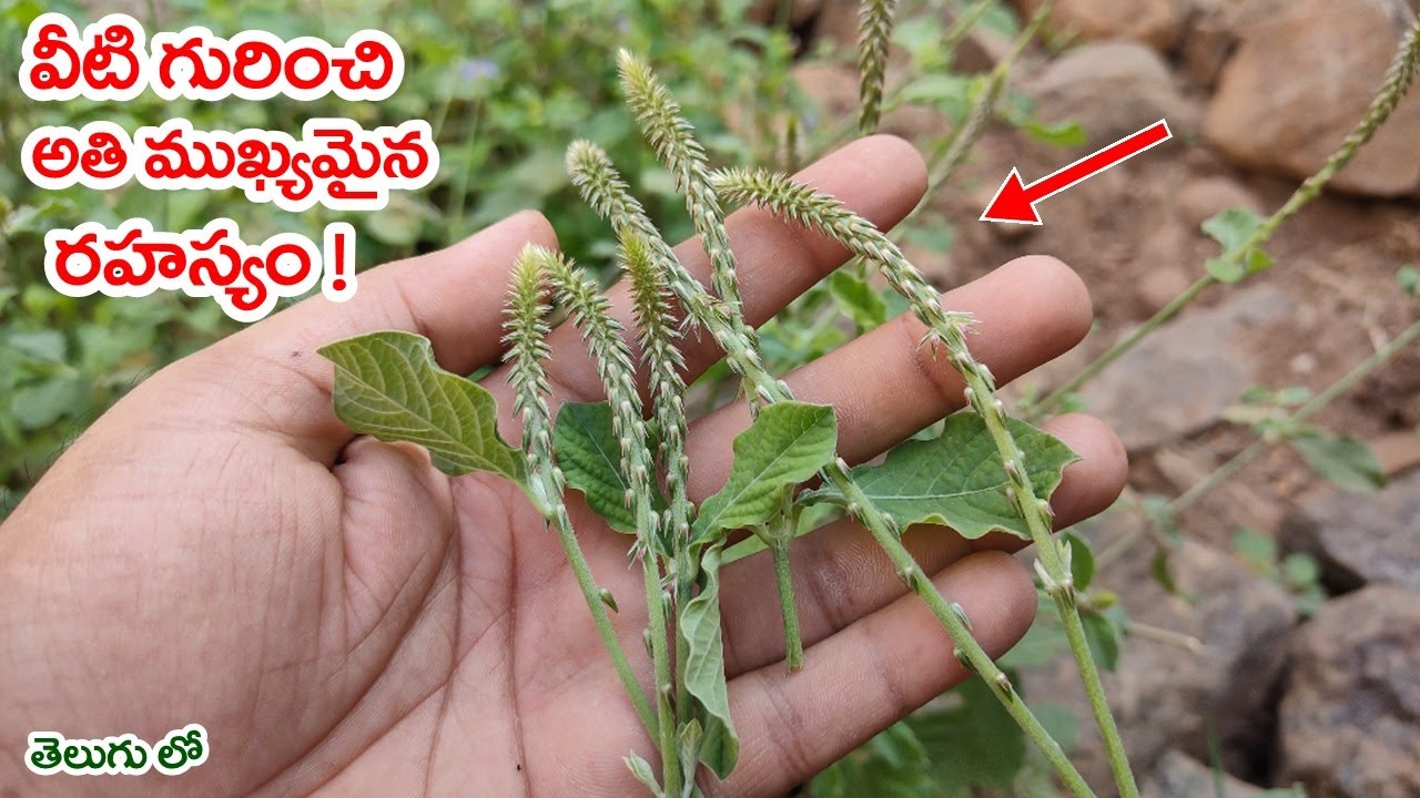 వీటి గురించి అతి ముఖ్యమైన రహస్యం! Real Facts About Uttareni Plant YouTube