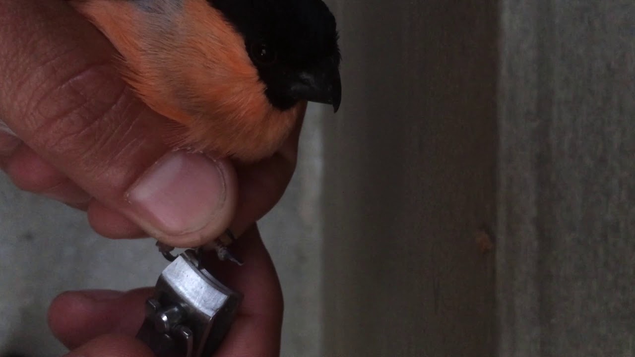 Nagels en snavel knippen vogels 2 (trimming nails bullfinch, krallen schneiden vögel)