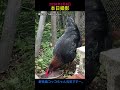 本日!撮りたて 野良鶏コッコちゃん 元気ですよー♪小笠原村父島 2026年3月8日