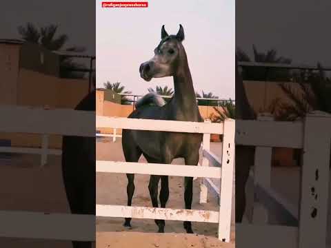 Horse voice status 🐴 Whatsapp Status 🐴 Horse Lover 🐴#shorts #short #compilation 🐴