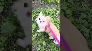 #piesek #psiamama #zwierzaki #pieskieżycie