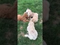 Puppy Socialization & Training | Silver Spring Maryland | Pawz For Health Puppy Socialization & Training | Silver Spring Maryland | Pawz For Health