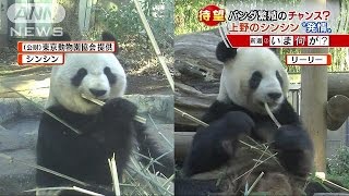 上野のパンダ繁殖なるか？シンシン発情の兆候(16/02/01)