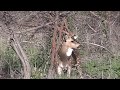 Deer Hunting Australia. Chital stag rubbing.