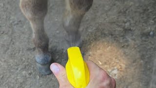 4 Tools to keep flies off Donkeys, Mules and Horses. #donkey #mule #horse #homestead